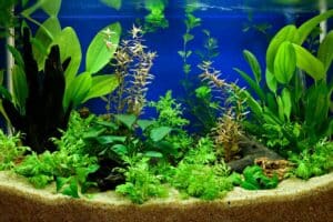 Welche Aquarium Pflanze braucht wenig Licht?