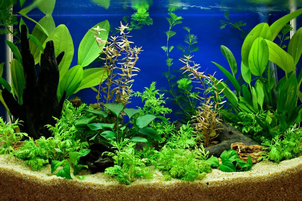 Welche Aquarium Pflanze braucht wenig Licht?